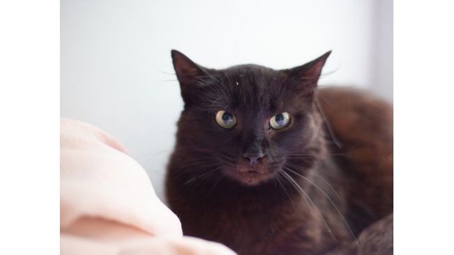 Черноморочка