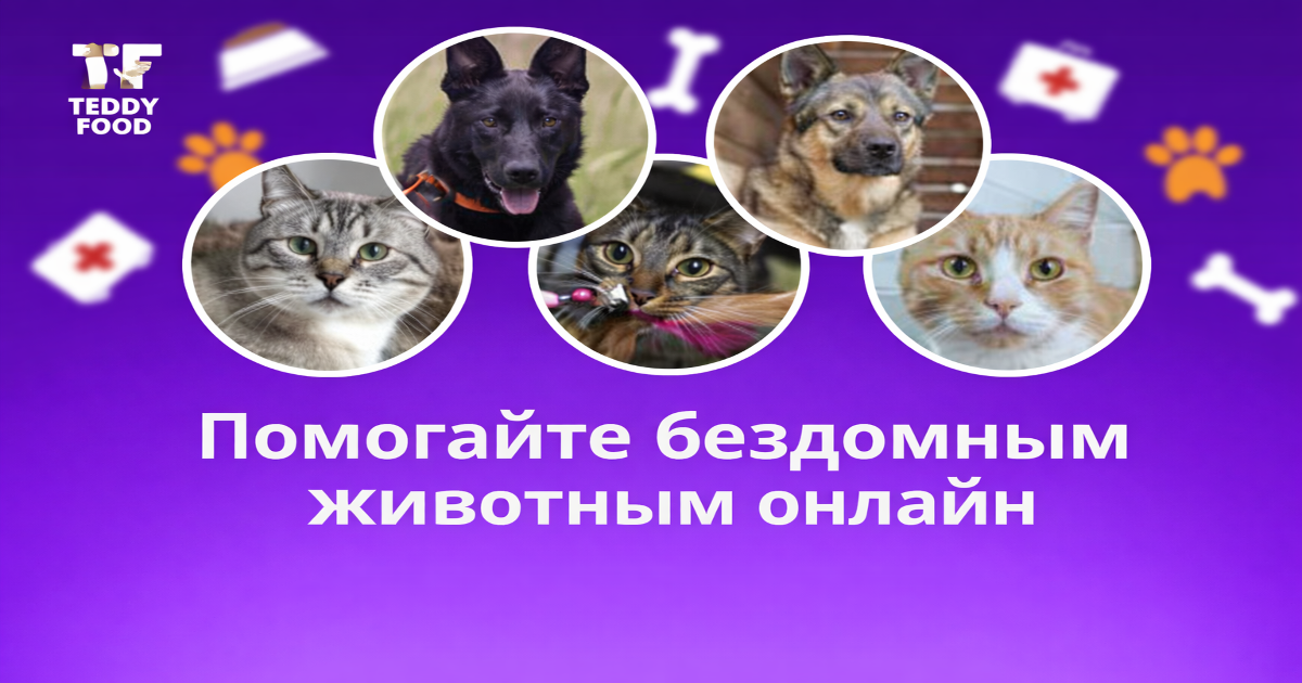 teddyfood.com