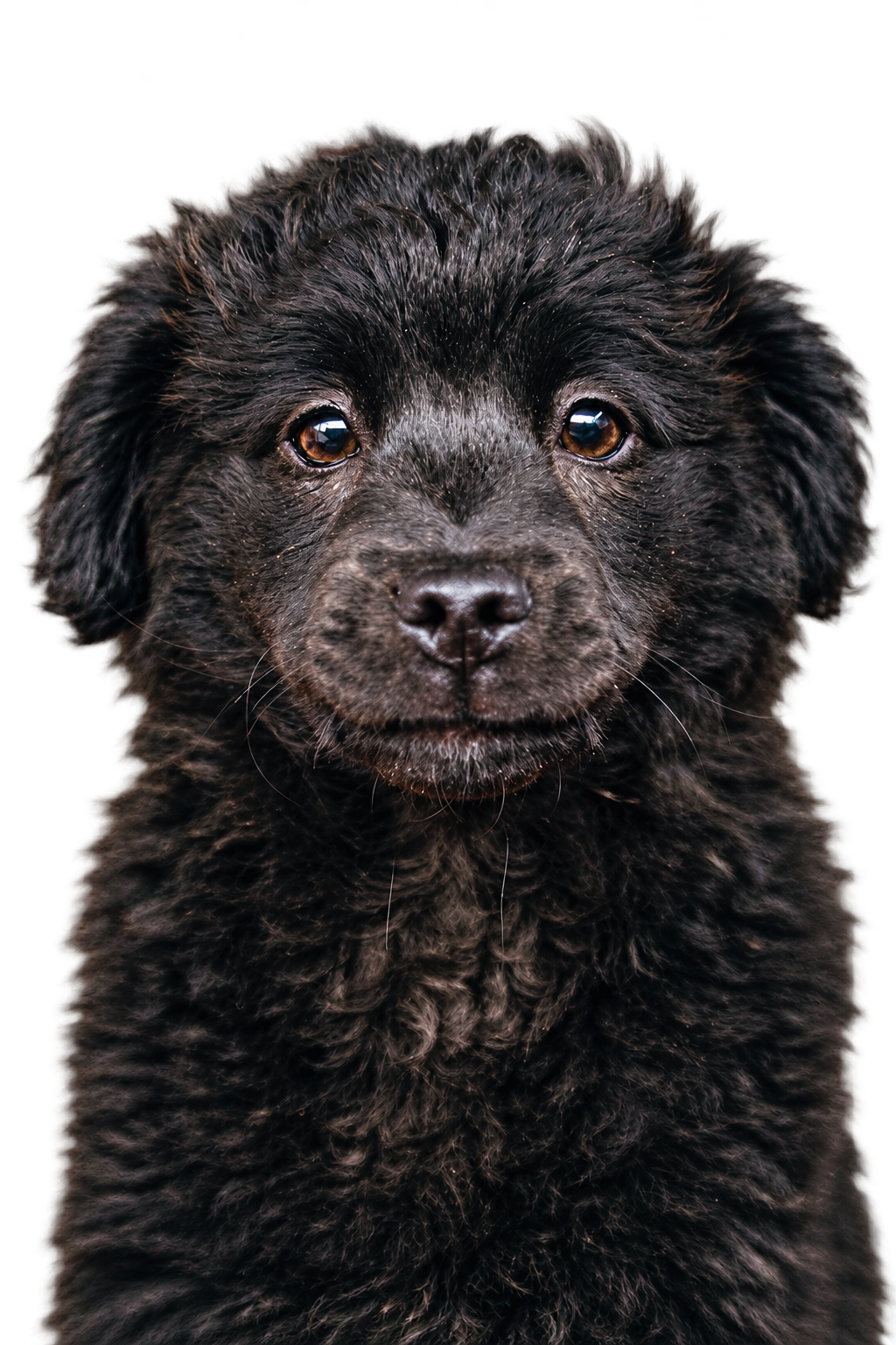 dogFormBlock